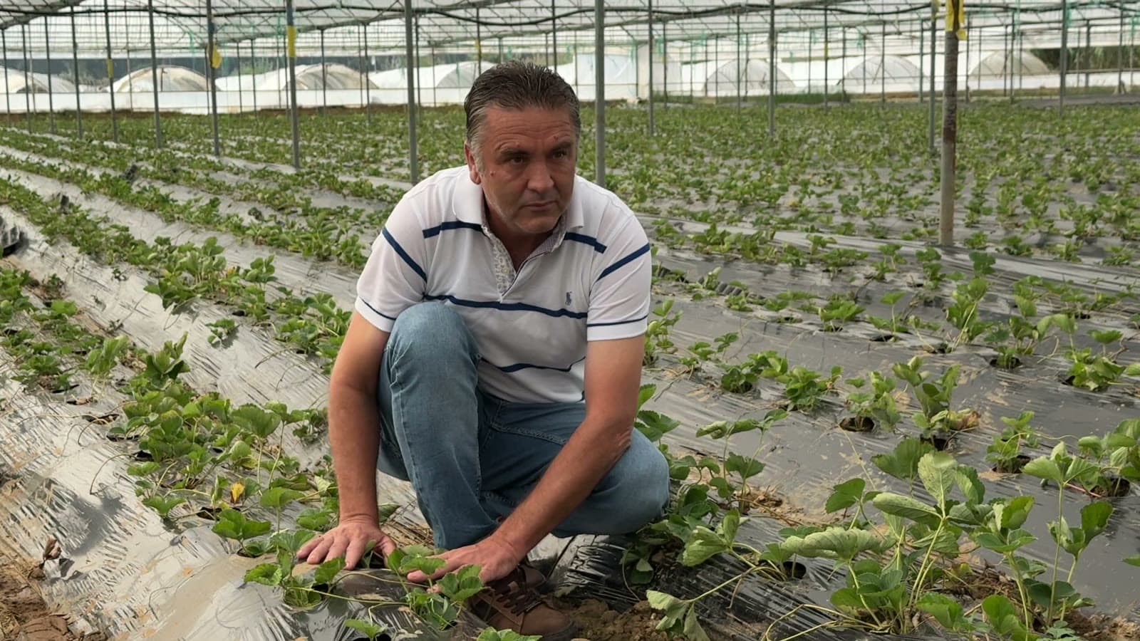 Serik'te çilek sezonu başladı: Fideler seralara dikildi