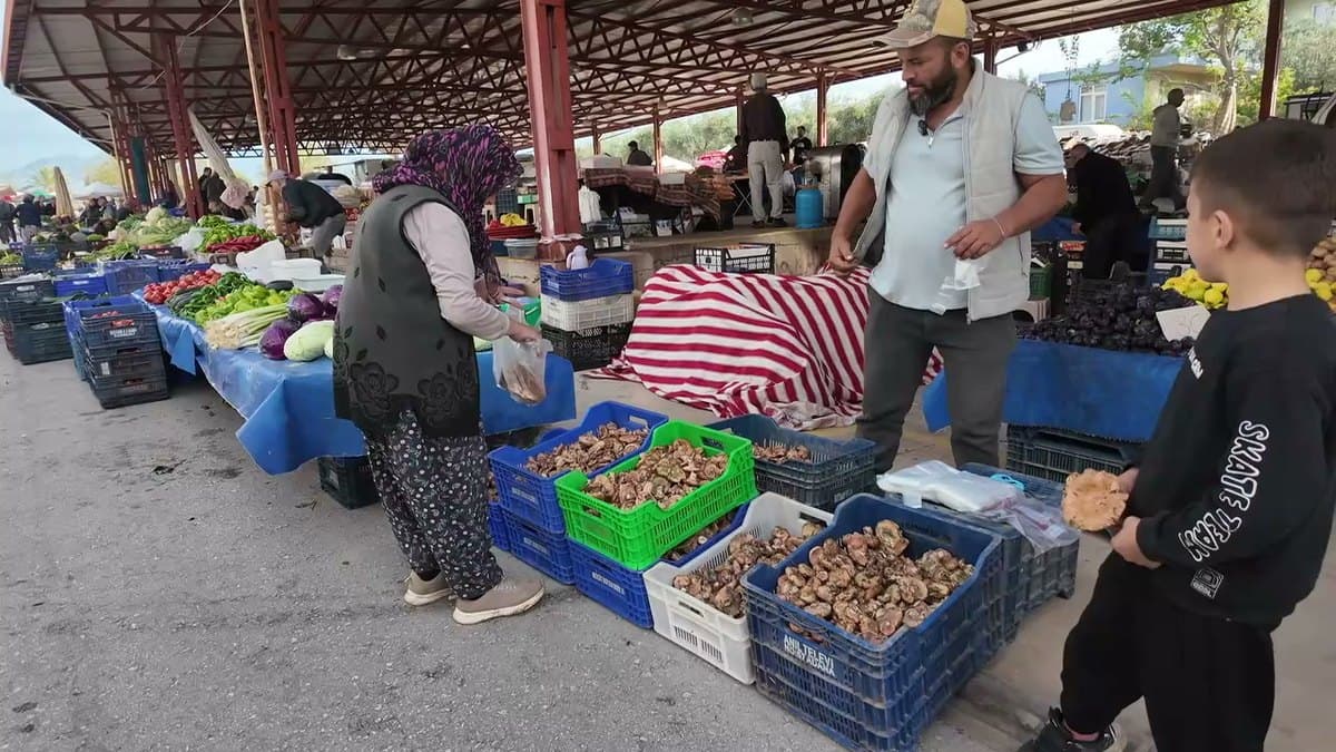 Serik pazarında çıntar mantarı: Kilosu 300 liradan satılıyor